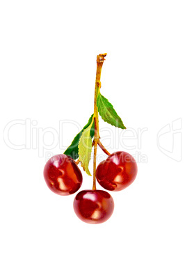 Cherries on a branch