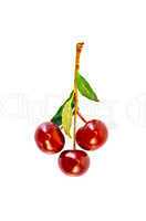 Cherries on a branch