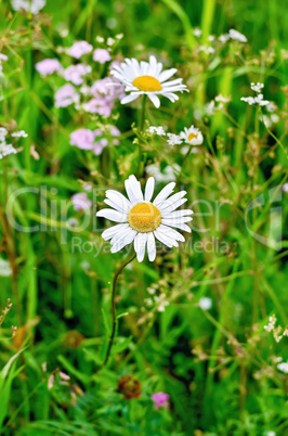 Camomile on background of grass