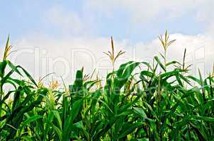 Corn field and sky