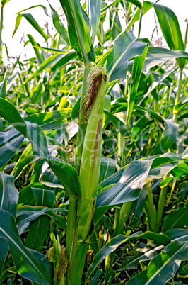 Corncob on a cornfield