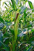 Corncob on a cornfield