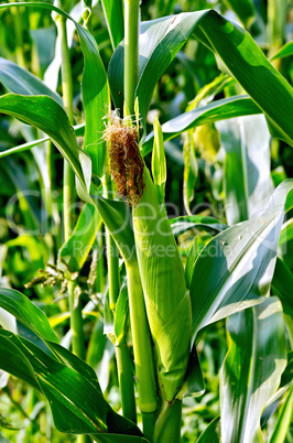 Corncob on the field