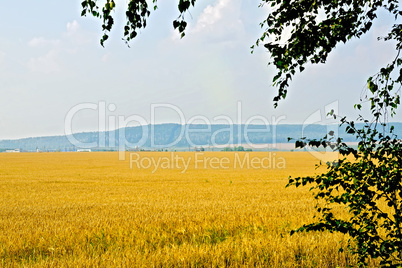 Grain field with birch