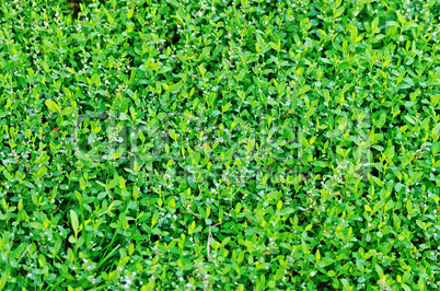 Grass with small flowers