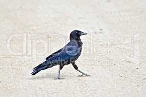 Jackdaw on the sand