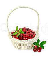 Lingonberry ripe in a white basket