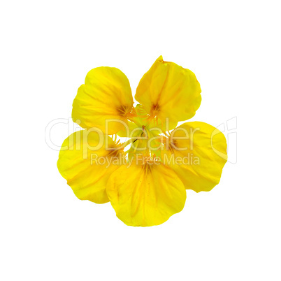 Nasturtium yellow one