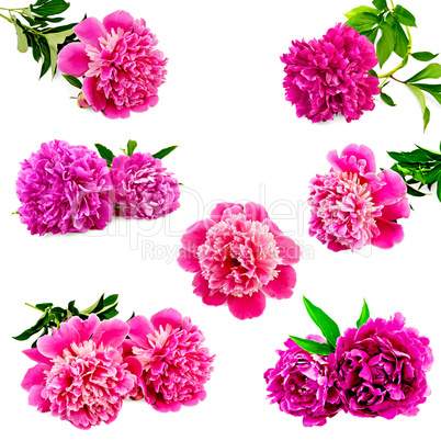 Peonies bright pink set