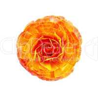 Ranunculus orange