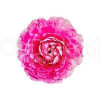 Ranunculus pink