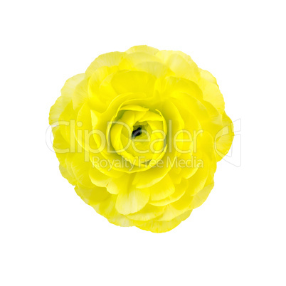 Ranunculus yellow