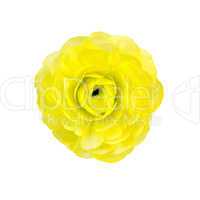 Ranunculus yellow