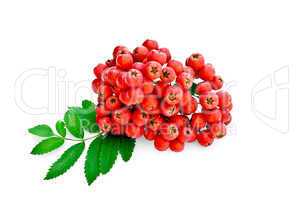 Rowan red with leaves