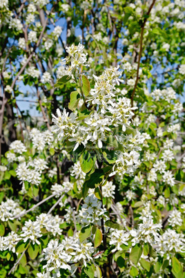 Saskatoon Flowers 1