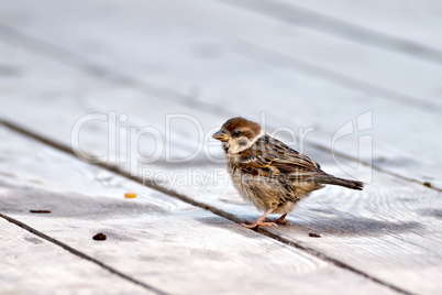 Sparrow on a wooden floor