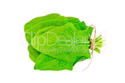 Spinach fresh sheaf