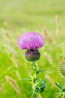Thistle on meadow