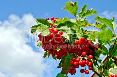 Viburnum ripe red on a branch