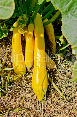 zucchini yellow in the garden bed