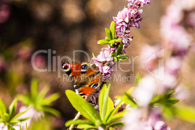 peacock butterfly