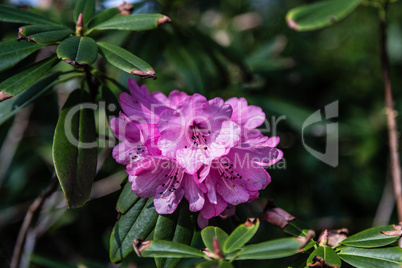 Blooming camellia
