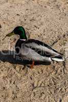 Duck un the desert