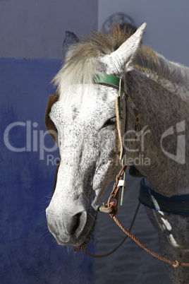 close-up of a white horse with cart