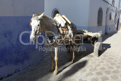 horse carts in morocco