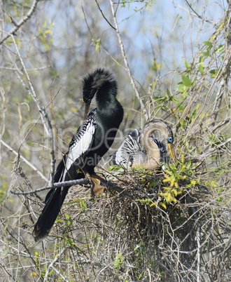 anhinga birds