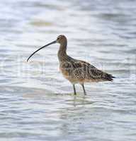 long-billed curlew