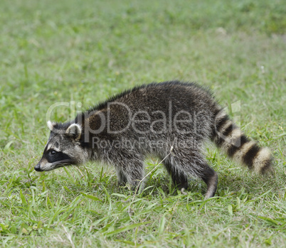 young raccoon