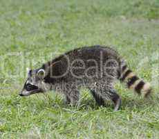 young raccoon