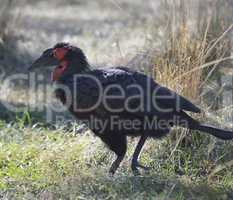 ground hornbill