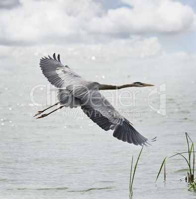 great blue heron