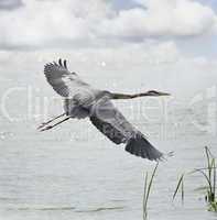 great blue heron