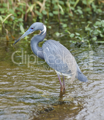 tricolored heron