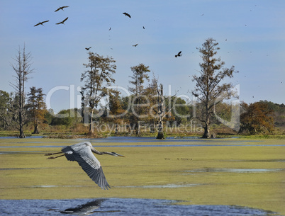 florida wetlands