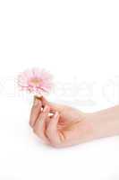 female hand holding a pink flower