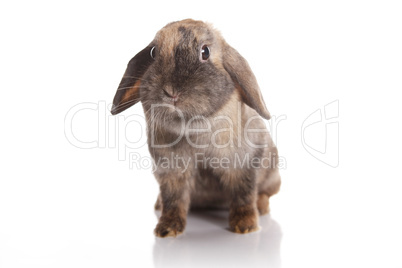 Brown rabbit isolated on white background