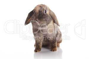Brown rabbit isolated on white background