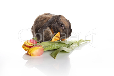 Rabbit with bow tie and tulips