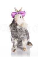 Rabbit with a purple bow tie