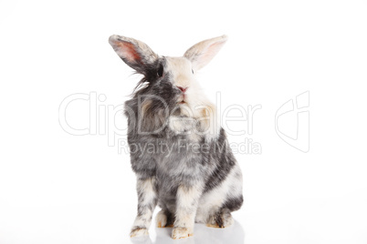 Angora Mix Rabbit Aries