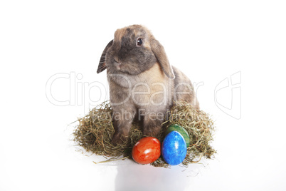 Easter bunny with colorful eggs