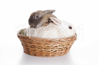 Two bunnies in brown basket
