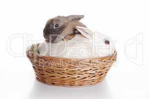 Two bunnies in brown basket