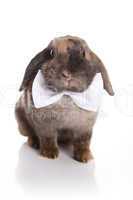 Rabbit with white bow tie