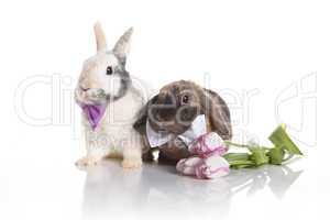 Hare wedding