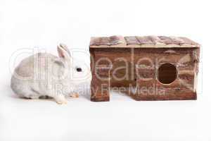 White rabbit with wooden house